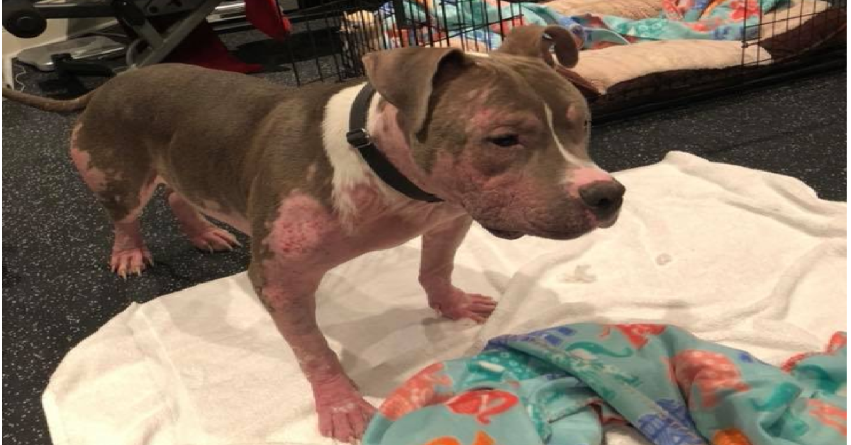 Oliver il pitbull