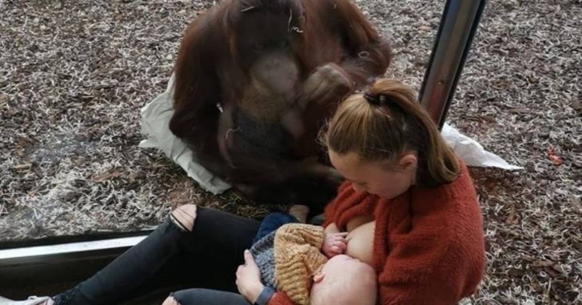 Neo mamma allo zoo riceve aiuto durante l’allattamento al seno da un orango
