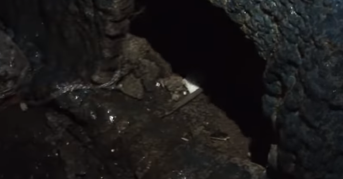 Pandol il cane fantasma