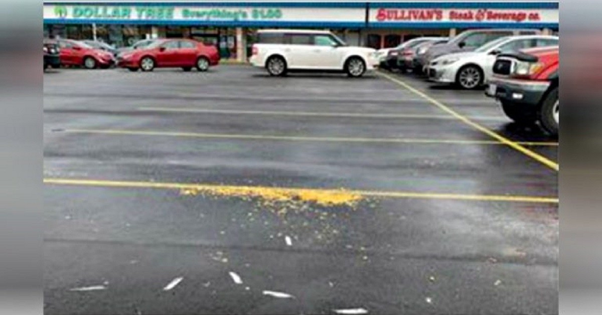 Attira i gabbiani nel parcheggio con i popcorn e li investe