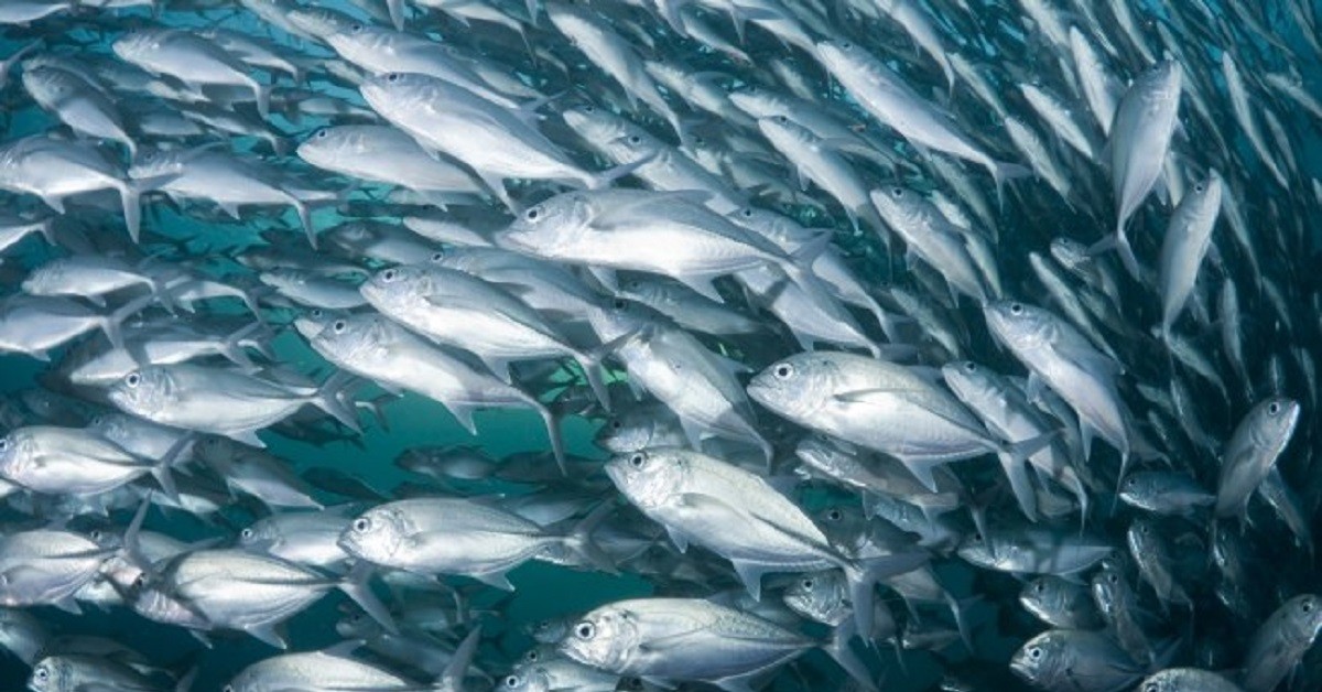 Catania, sequestrato un allevamento ittico: per i pesci calce edilizia e acqua contaminata