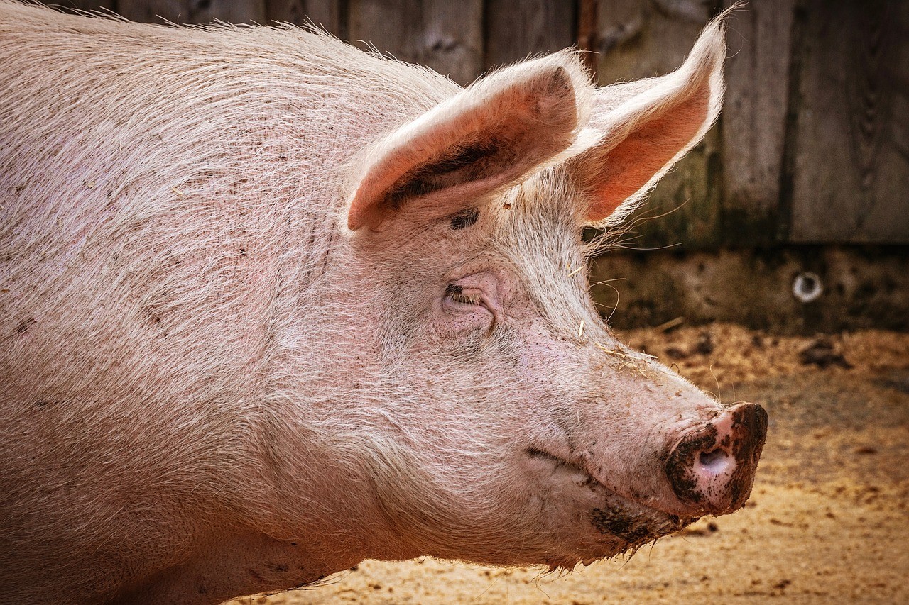 Cos’è la peste suina