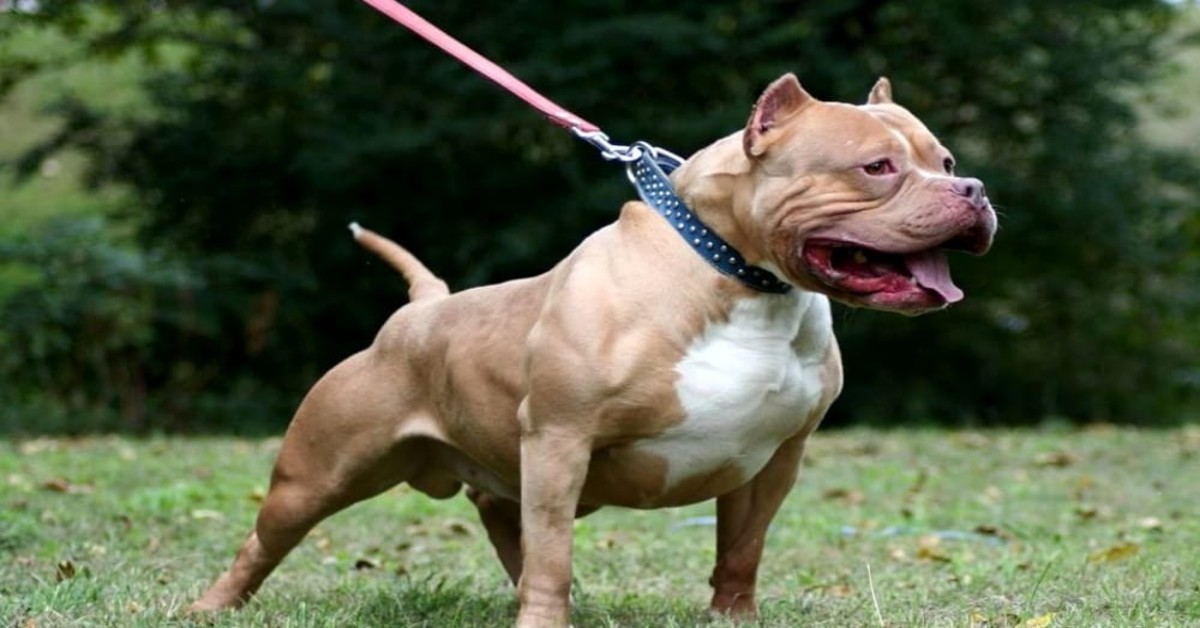 Collio di Vobarno, donna entra in una tabaccheria e viene aggredita da due pitbull