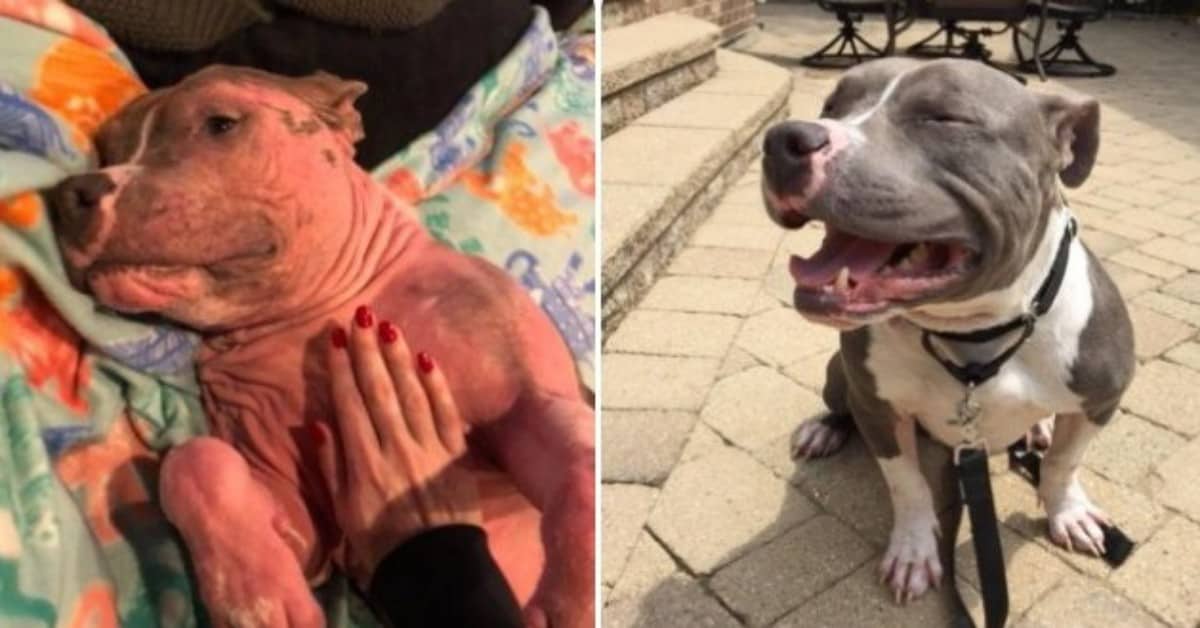 Il salvataggio di Oliver, trovato in una gabbia di un rifugio.