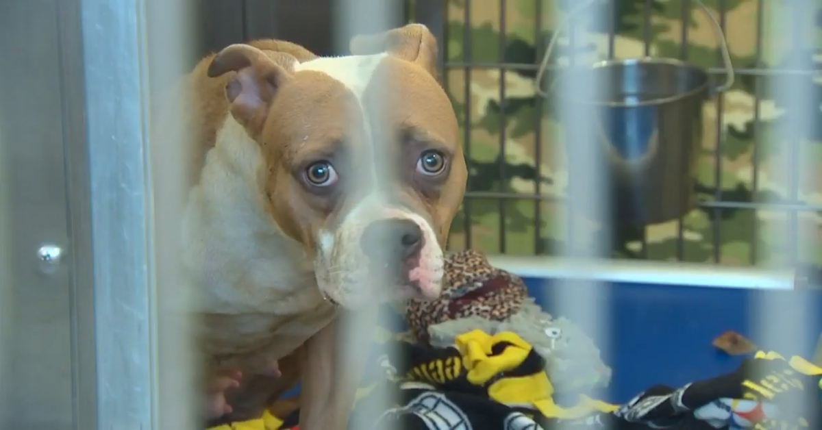 Pitbull spaventato trovato in una gabbia, abbandonato al freddo invernale