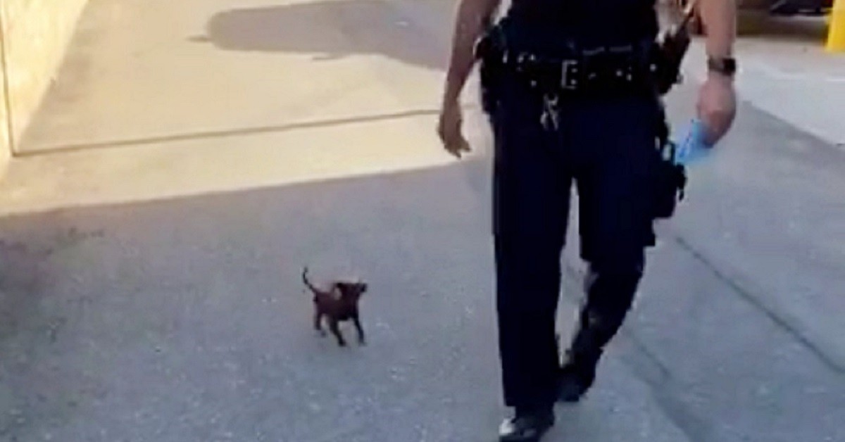 Piccolo cucciolo si unisce ai poliziotti dopo che lo hanno salvato