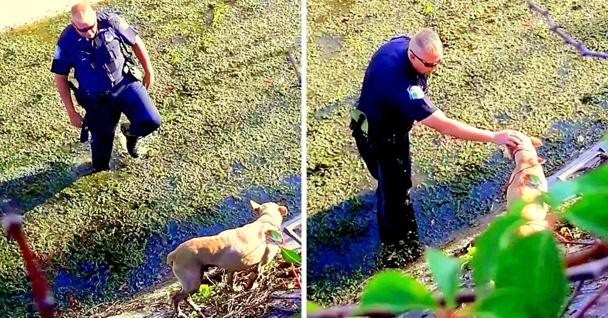 Poliziotti salvano la vita del cane in grave pericolo