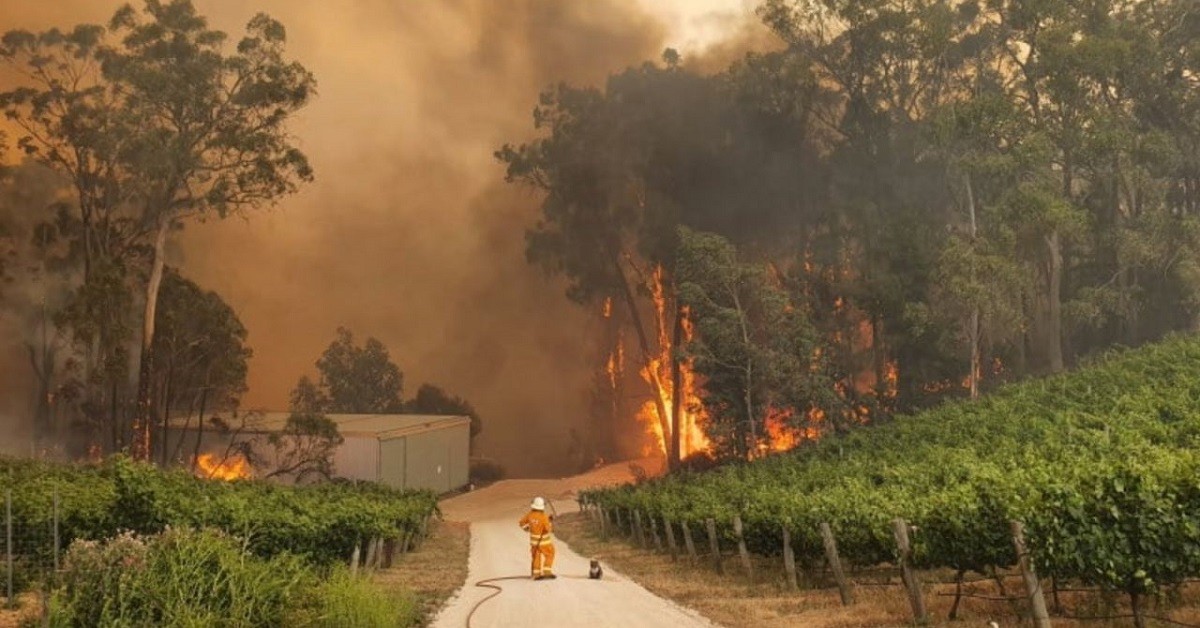 Il koala rimane con il pompiere mentre gli incendi devastano il suo habitat