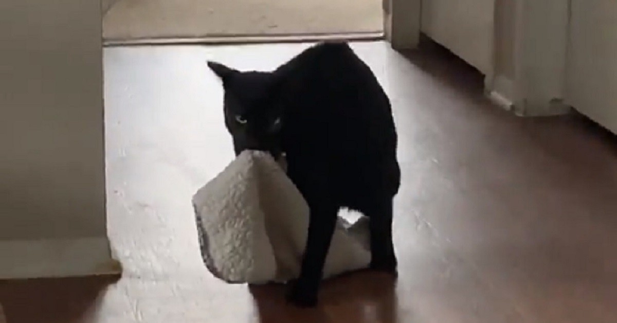 Gatto si porta dietro la sua coperta da cucciolo ovunque