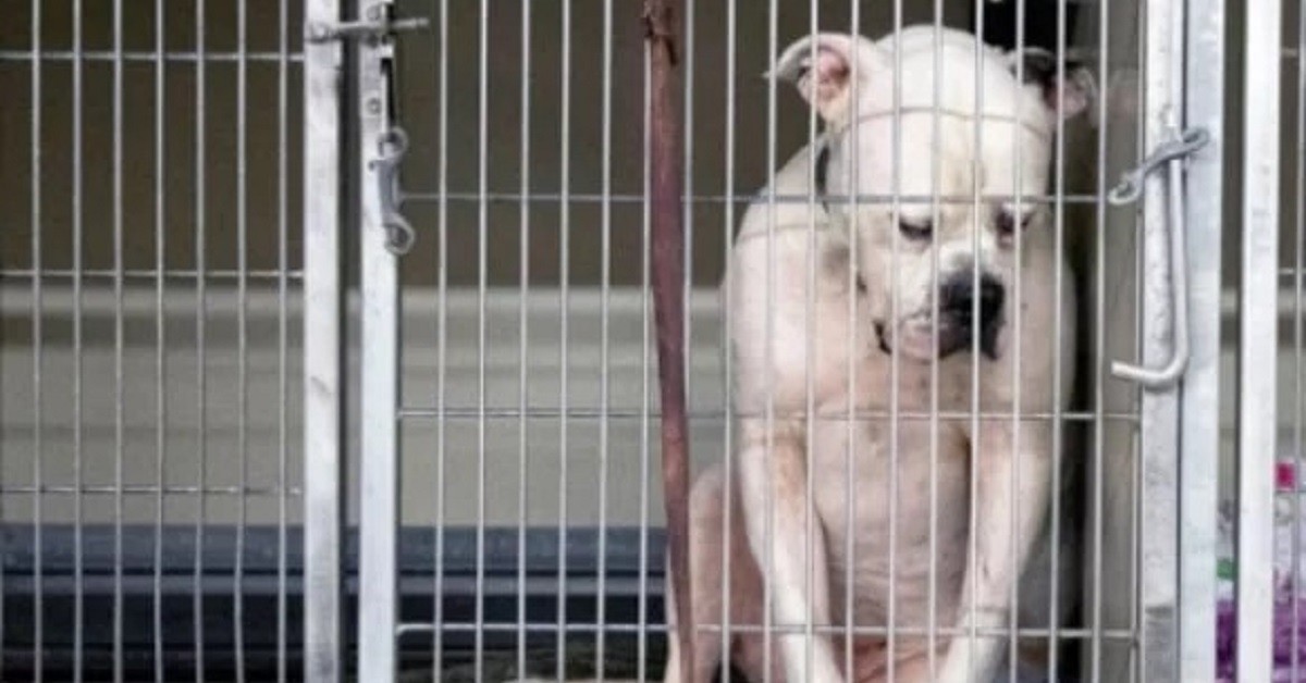 Cane viene adottato dopo che una foto pubblicata su Facebook lo mostra triste
