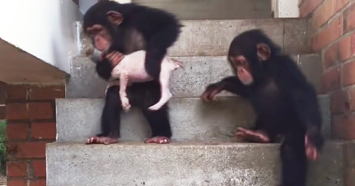 Scimpanzé scappa con il cucciolo che sta per morire