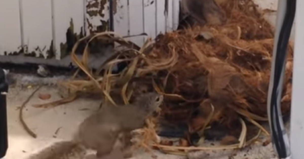 Mamma scoiattolo salva i suoi cuccioli dopo che il loro nido è stato distrutto