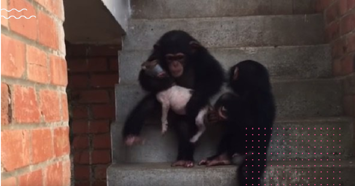 Il cucciolo e gli scimpanzé