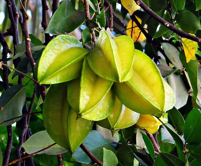 La carambola, il frutto del benessere