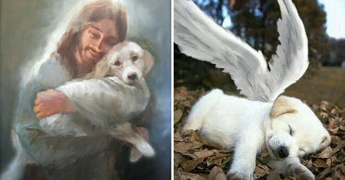 Testamento di un cane per il suo umano