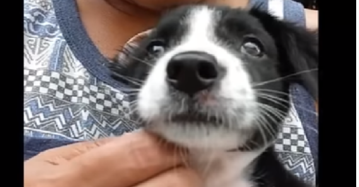 Timmy il cucciolo lasciato solo