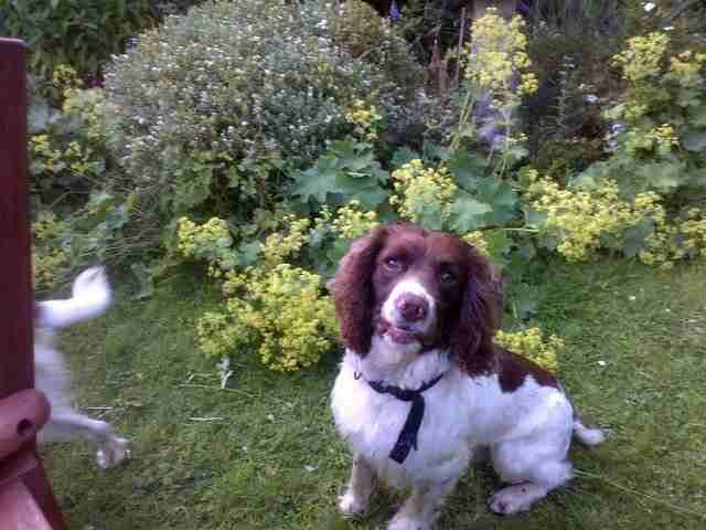 Chester-il-cane-che-vuole-giocare-con-la-statua 2