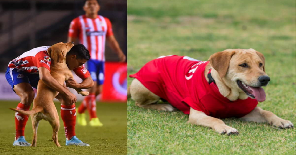 Tunita, il cane in campo
