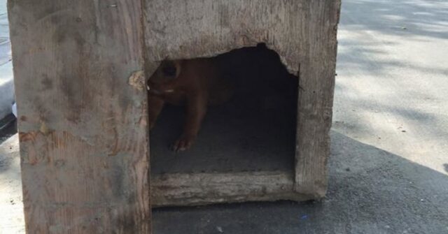 uomo-trova-il-cane-abbandonato-sul-ciglio-della-strada-era-dentro-una-cuccia-chiusa