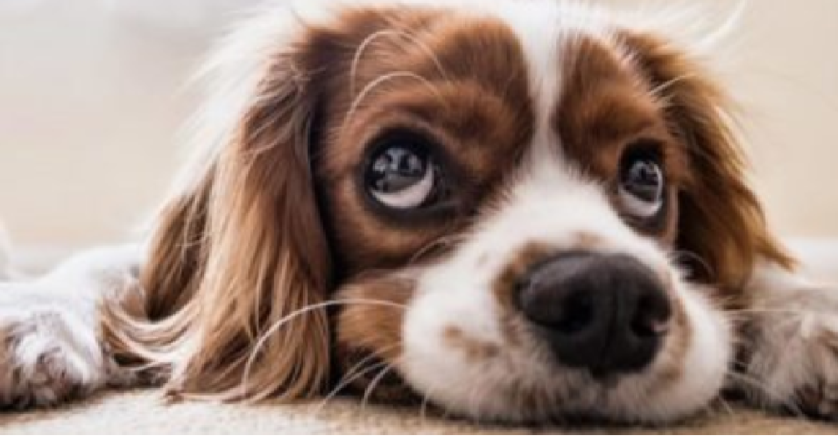 La scienza dice che urlare al proprio cane fa male alla salute