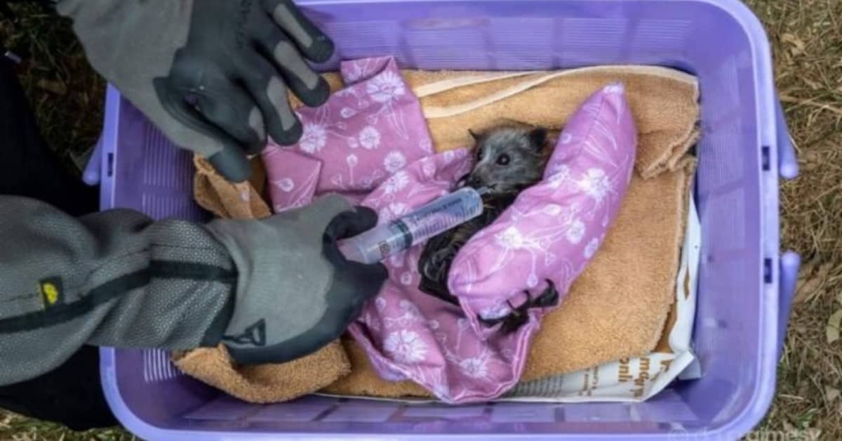 Cinquemila volpi volanti morte in Australia