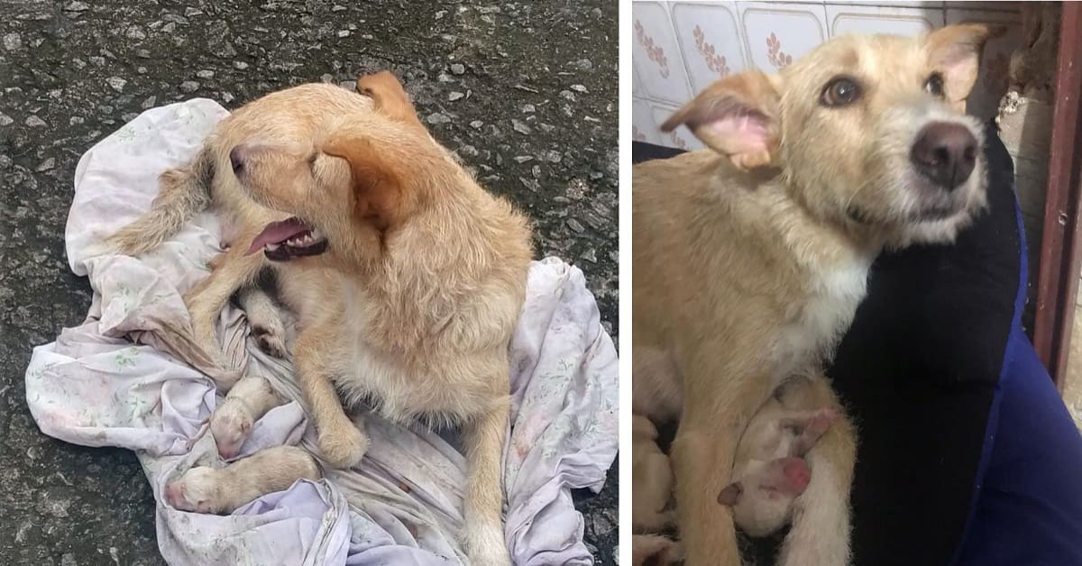 Cagnolina incinta partorisce dopo essere stata abbandonata