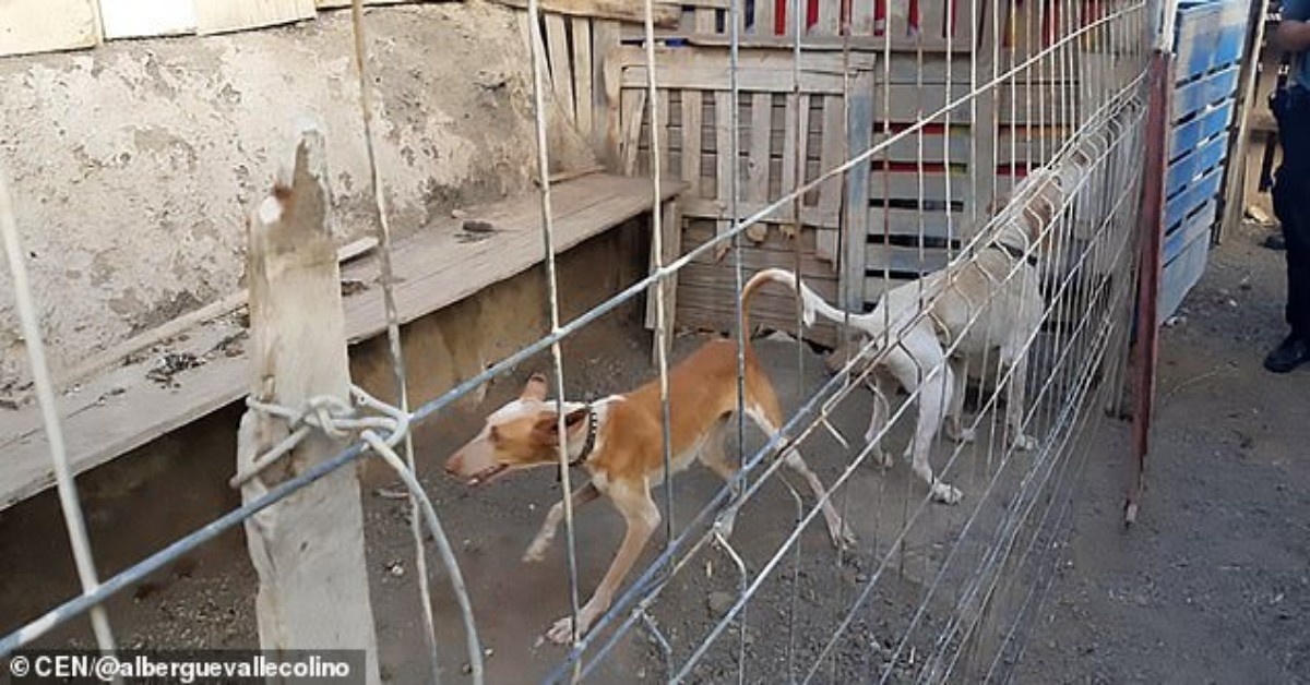 Salvati cinque cani in fin di vita e completamente ricoperti di zecche