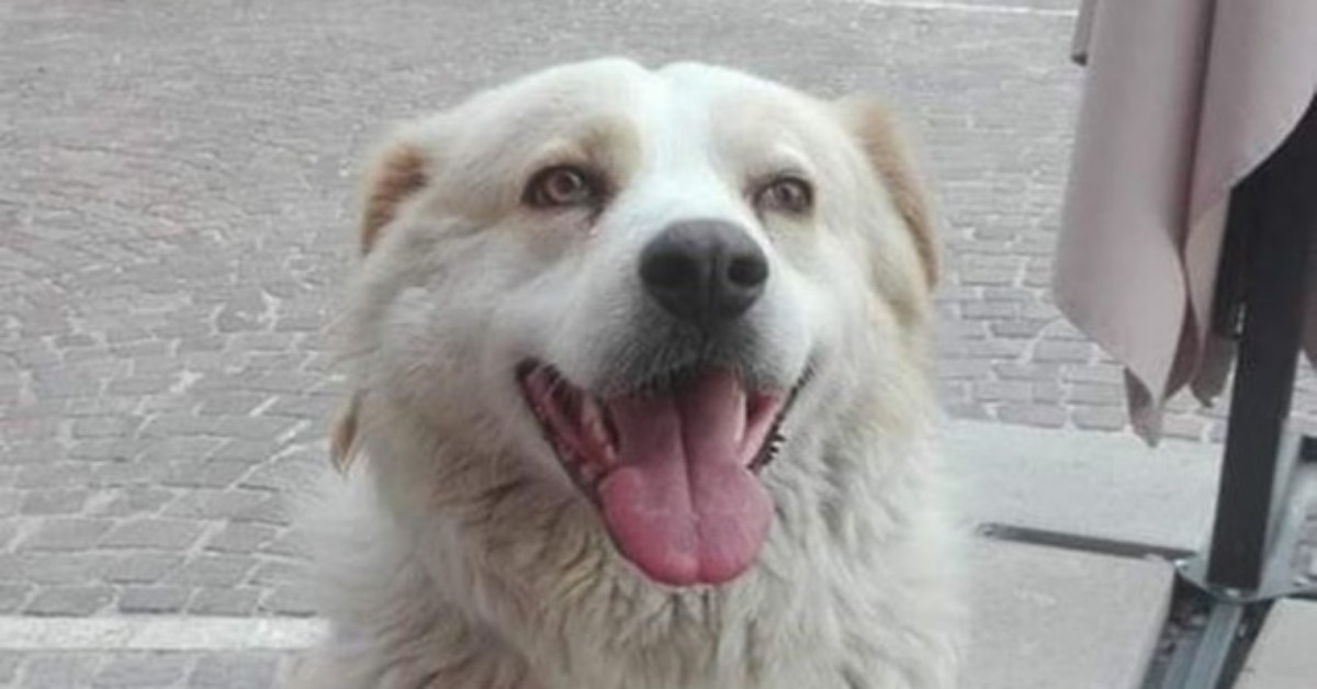 NERETO: uomo perde la vita a causa di un malore improvviso. Il cane lo veglia tre giorni e tre notti.