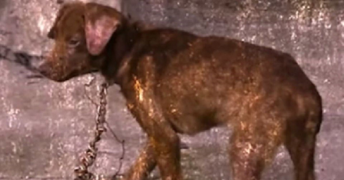 Irrompe in una casa di notte per salvare il cane in difficoltà