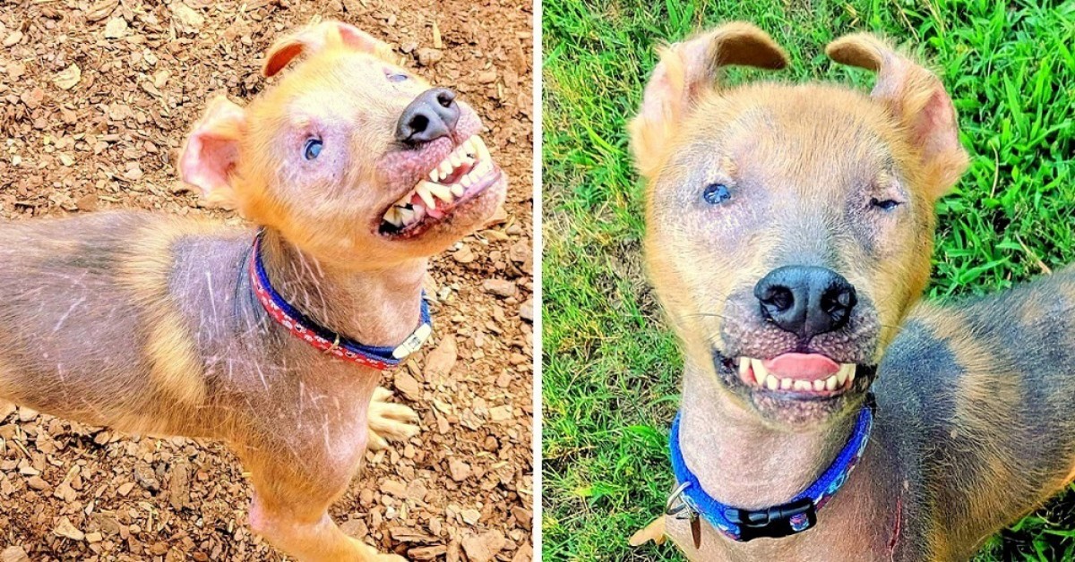 L’adozione di Chupey, il cane sempre sorridente
