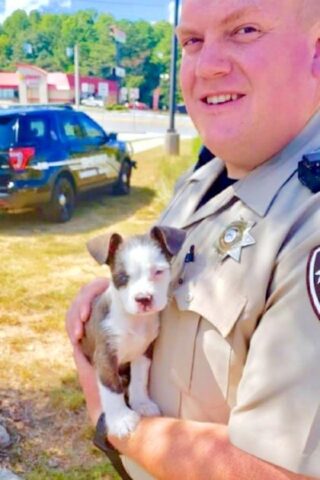 agente-di-polizia-trova-un-cucciolo-abbandonato 1
