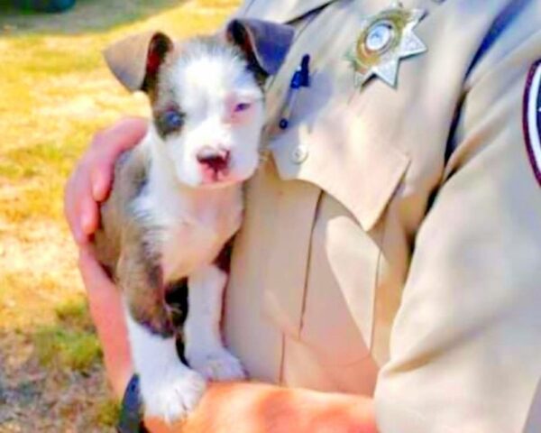 agente-di-polizia-trova-un-cucciolo-abbandonato 2