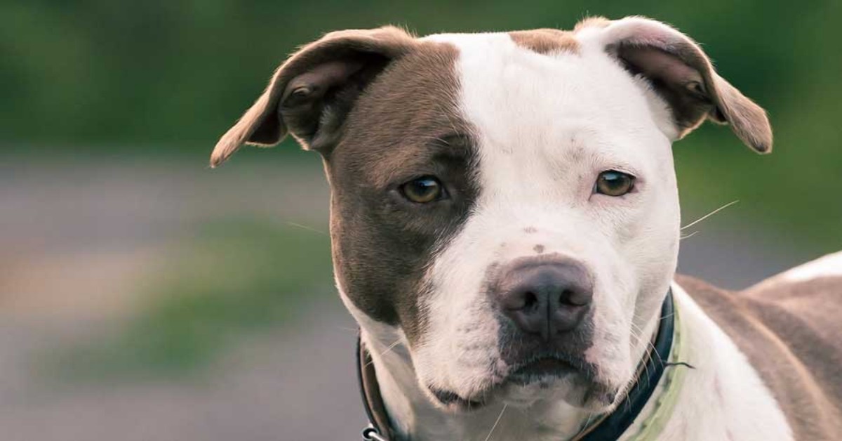 Firenze, uomo toglie la vita al suo cane, perché troppo aggressivo.