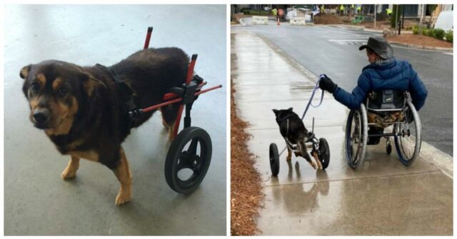 Bandit-il-cane-che-non-voleva-adottare-nessuno-a-causa-della-sua-condizione