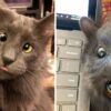 Gattino affetto da strabismo