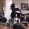 Cane-Border-Collie-Whisky-riconosce-gli-oggetti-e-li-categorizza-il-video-delle-sue-abilita