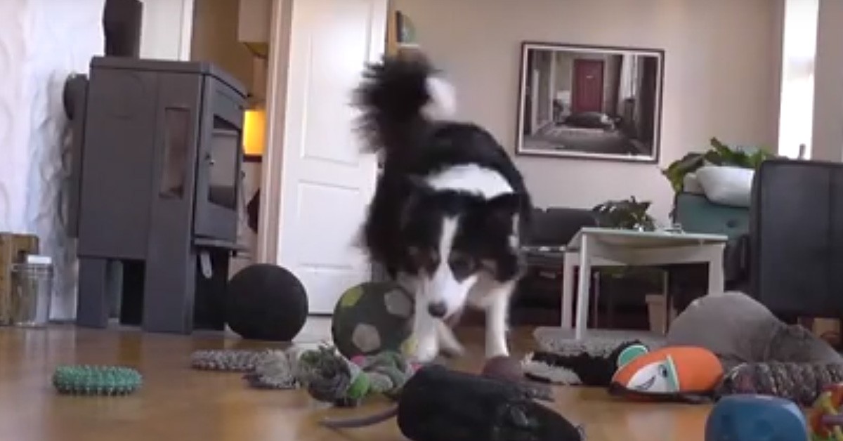 Cane Border Collie Whisky riconosce gli oggetti e li categorizza: le sue abilità in un (VIDEO)