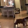 Cane bulldog