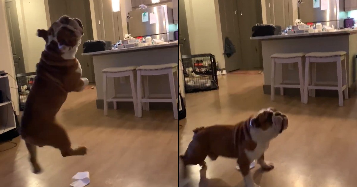 Cane Bulldog Bentely e lo scherzo dei proprietari (VIDEO)