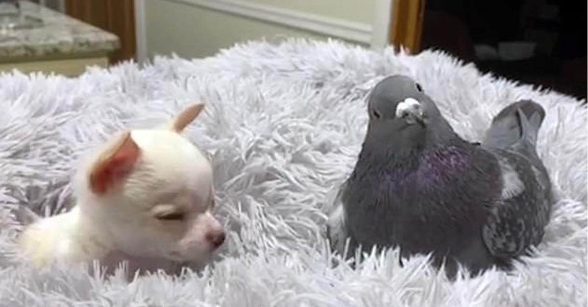 Cane Chihuahua amico di un piccione