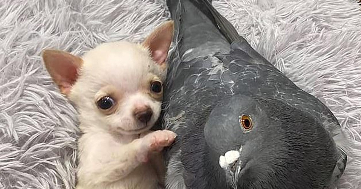 Cane Chihuahua amico di un piccione