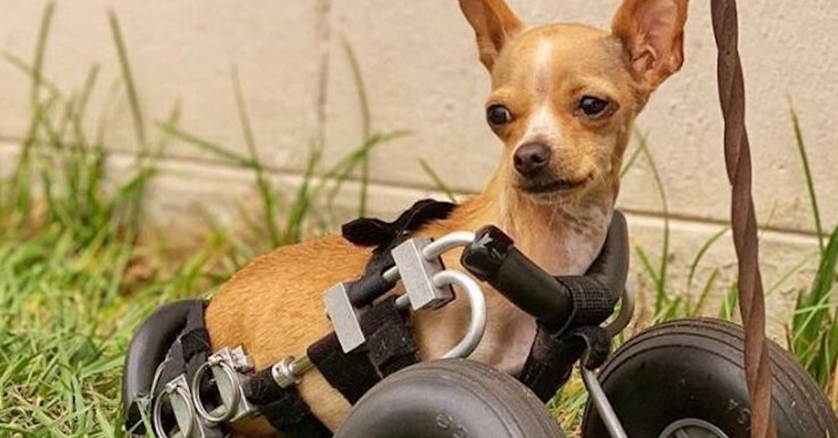 Cane Chihuahua con solo due zampe può camminare di nuovo (VIDEO)