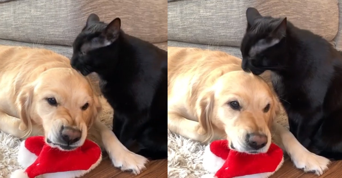 Cane Golden Retriever alle prese con un gatto troppo affettuoso: il video della sua reazione