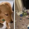 Cane Golden Retriever combina guai