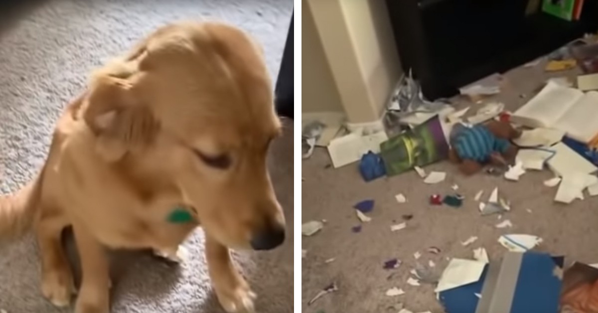 Cane Golden Retriever e il guaio combinato a casa: il video della sua reazione da colpevole