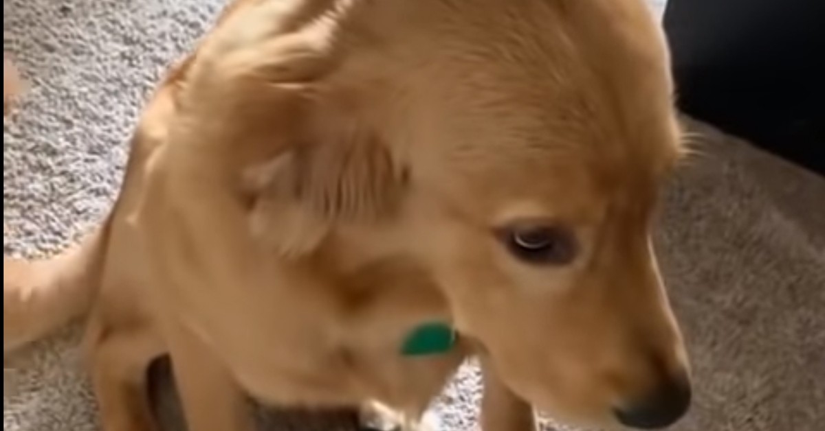 Cane con sguardo colpevole