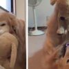 Cane con un peluche