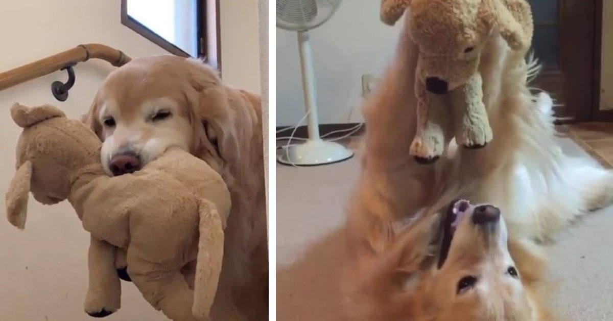 Cane Golden Retriever innamorato di un peluche (VIDEO)