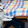 Cane Husky fa il personal trainer