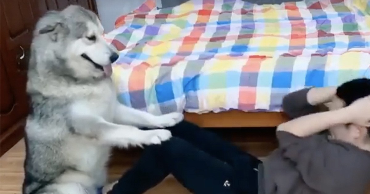 Cane Husky fa il Personal Trainer (Video)